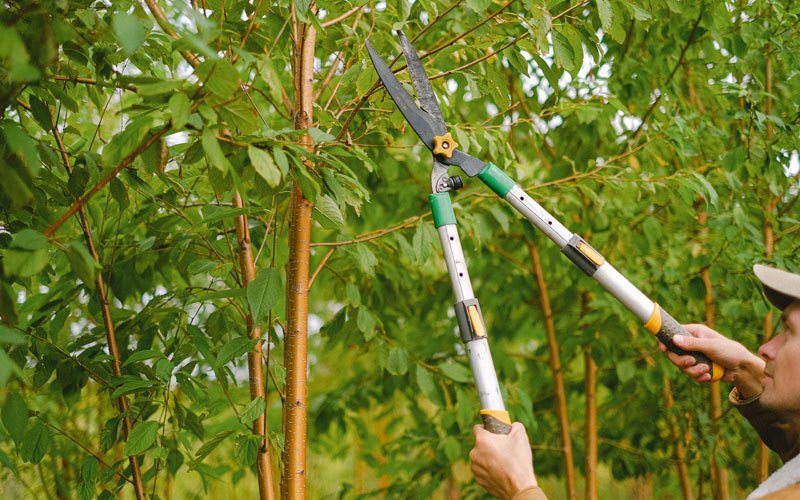 Tree trimming in Stuttgart, AR