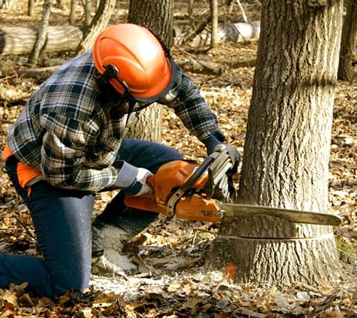 Tree Removal in Stuttgart, AR